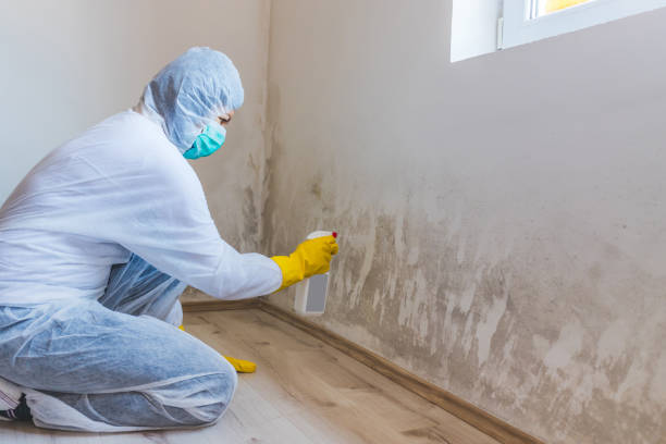 Licensed Black Mold Removal service in Largo, MD - WQB Mold Removal
