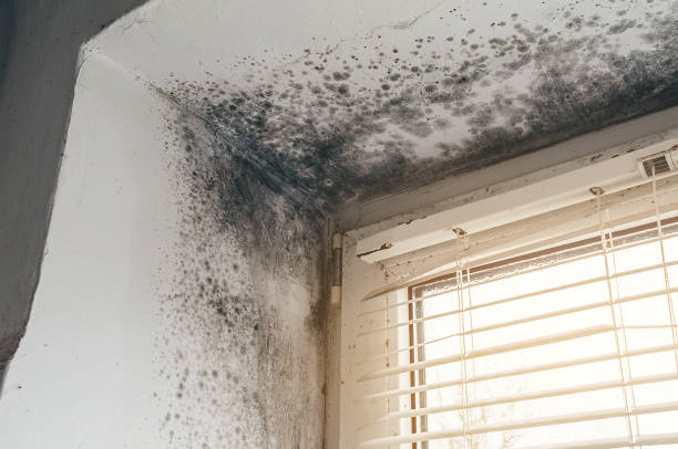 Affordable Black Mold Removal solutions in Largo, MD